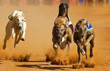 Games and Greyhounds